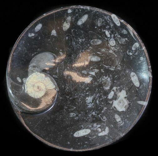 Fossil Orthoceras & Goniatite Plate - Stoneware #62465